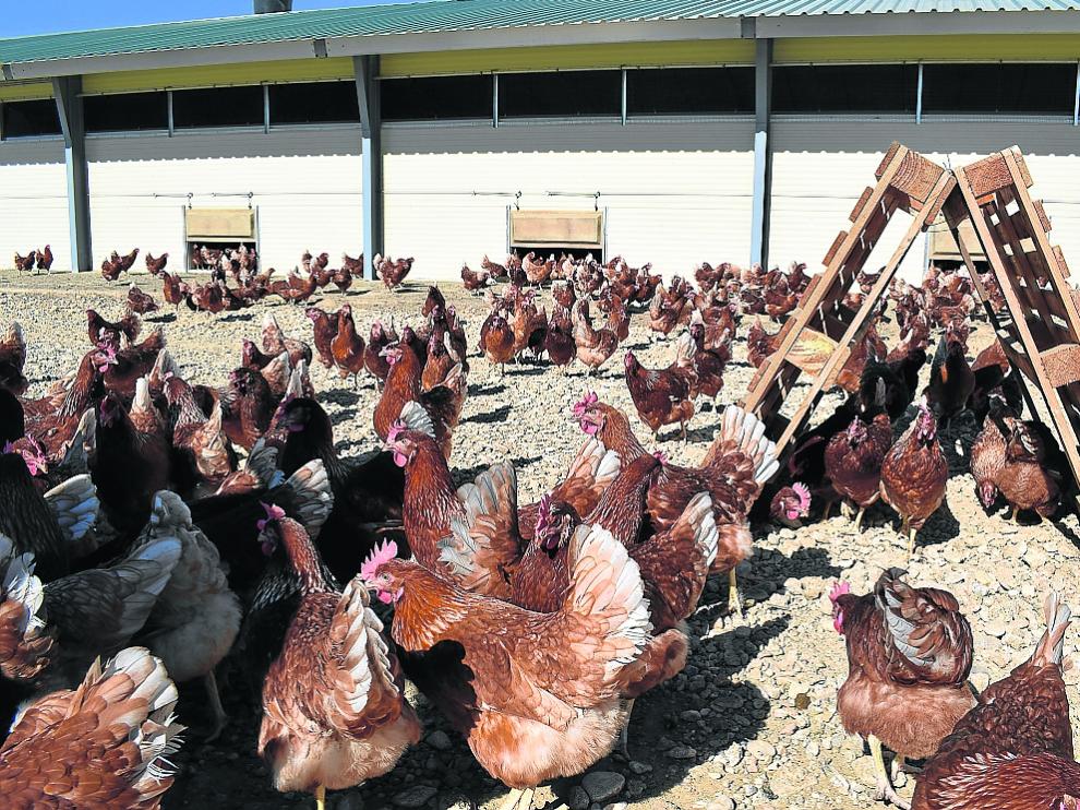 Instalaciones al aire libre donde se crían las gallinas de la cooperativa Los Monegros.
