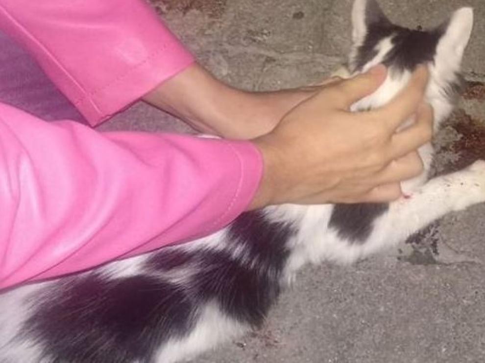 Gato arrojado por un balcón en Ourense y recogido por una protectora.