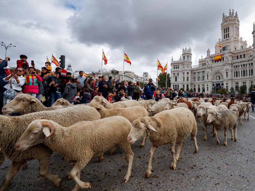 Miles de ovejas toman el centro de Madrid en la Fiesta de la Trashumancia.
