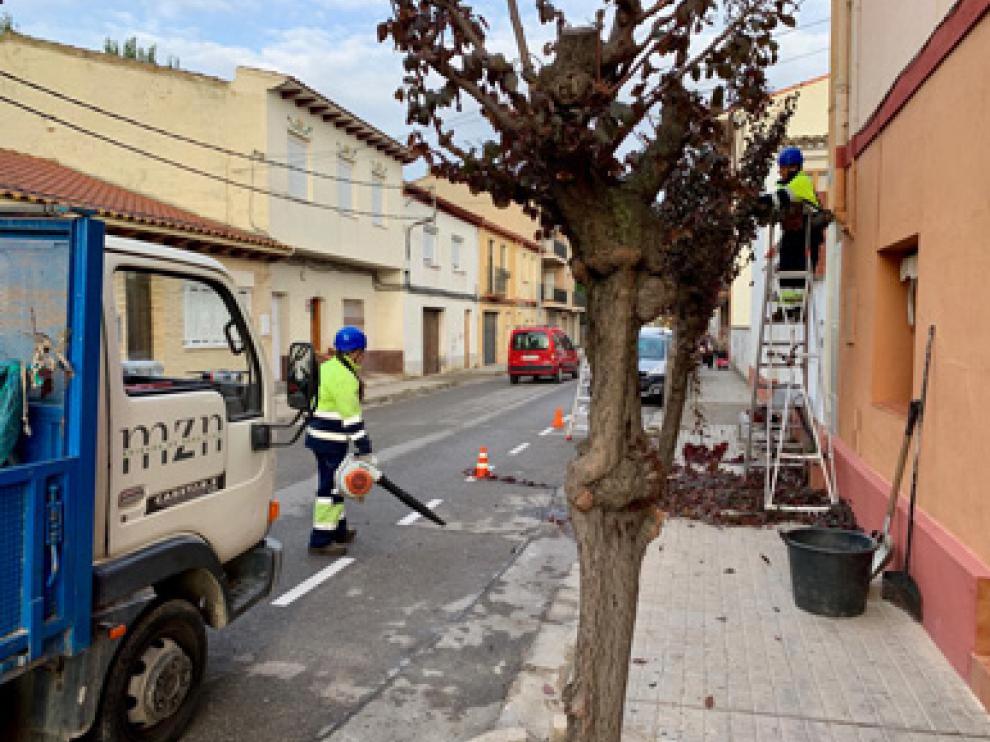 Operarios municipales ya han empezado con la poda en árboles pequeños.