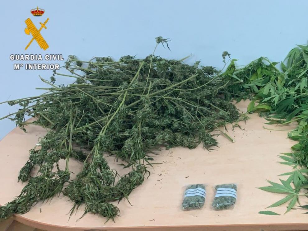 Plantas de marihuana intervenidas por la Guardia Civil en la vivienda de Monzón.