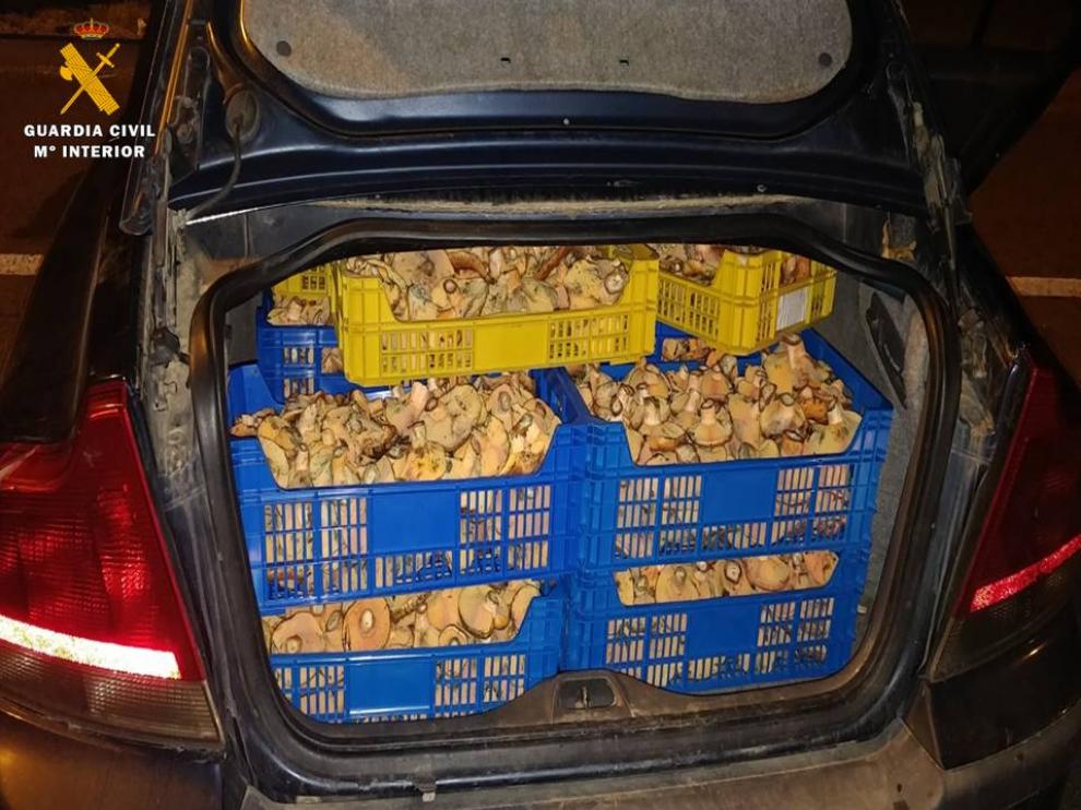 La Guardia Civil interviene 160 kilos de rebollones en un coche cerca de Casetas.