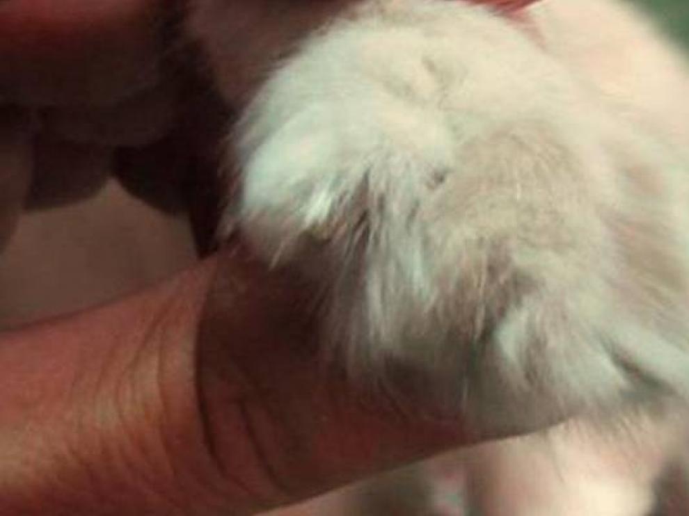 La Guardia Civil investiga a una mujer acusada de amputar las garras y las falanges a sus dos gatos