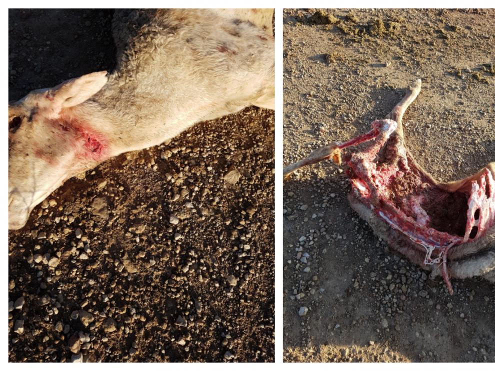 Heridas que presentaba una de las ovejas atacadas por el lobo, según UAGA.