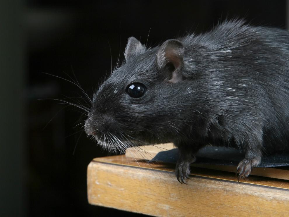 tiene una enorme capacidad de reproducción y puede trasmitir enfermedades como leptospirosis o salmonelosis.