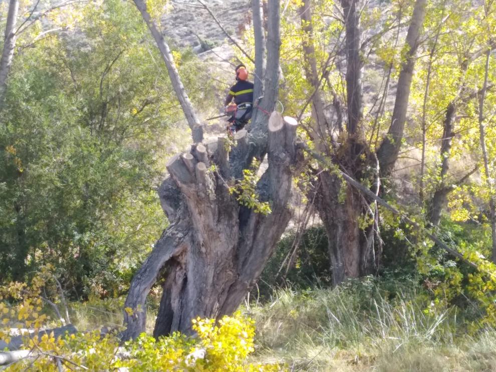 Demostración de poda de chopos cabeceros en Berge.