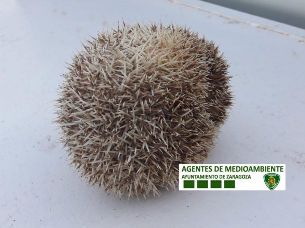 El animal rescatado es un erizo pigmeo africano, una especie invasora.
