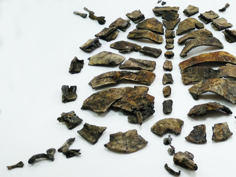 Parte del esqueleto del holotipo (ejemplar de referencia) de la nueva tortuga primitiva Aragochersis, incluyendo el cráneo, la mandíbula, el caparazón y varias vértebras y huesos de las extremidades.