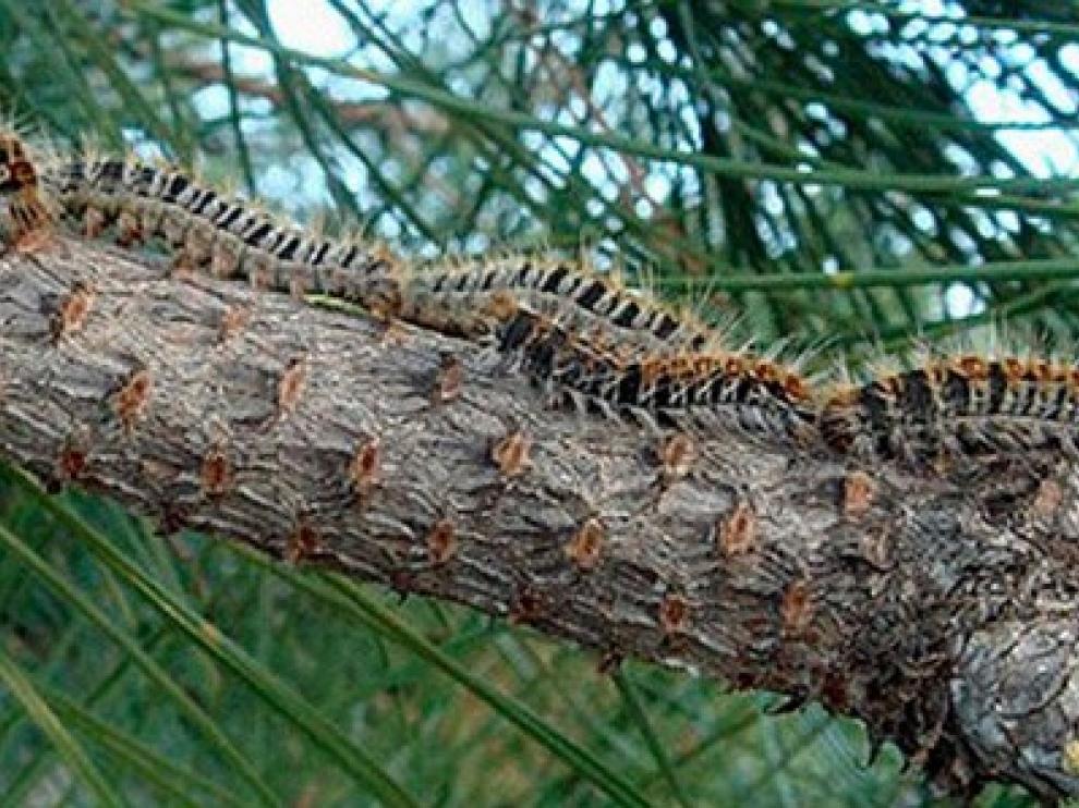 La procesionaria ataca especies coníferas, como pinos y anetos