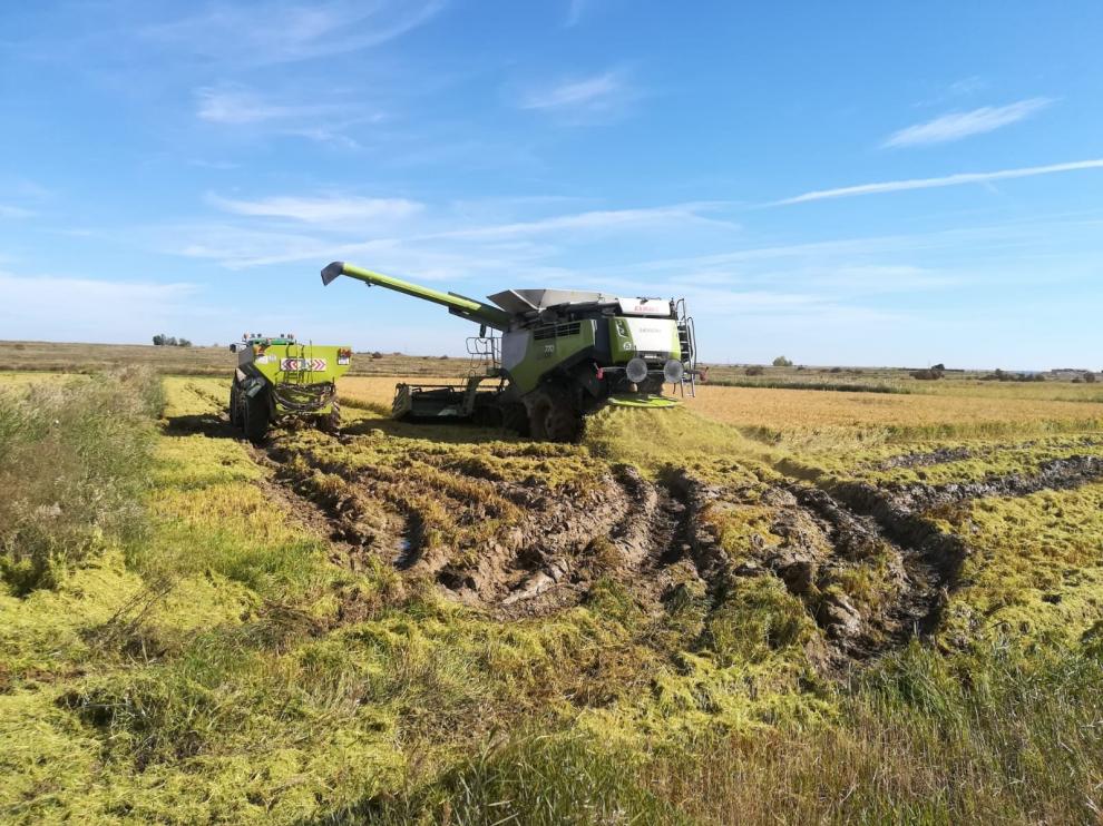Unos agricultores de Alcolea del Cinca (Huesca) cosechan arroz.