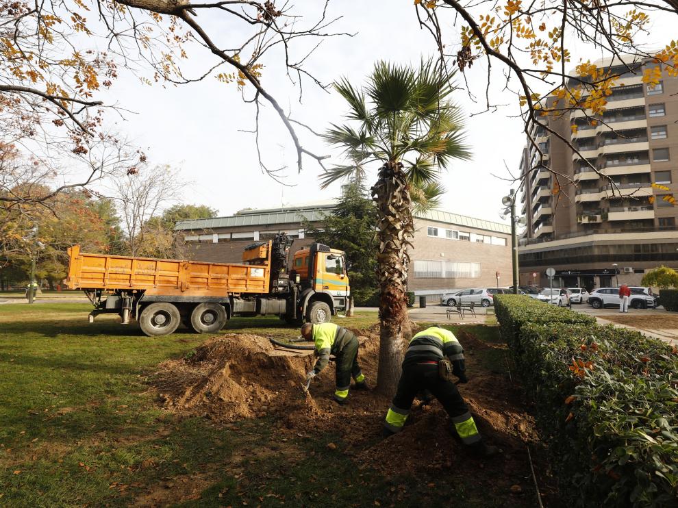 Varios operarios plantan una palmera en el parque Miraflores, este jueves.