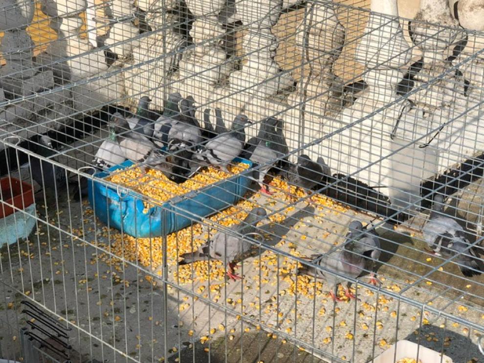 Un total de 500 palomas se han capturado en la primera batida de la campaña.