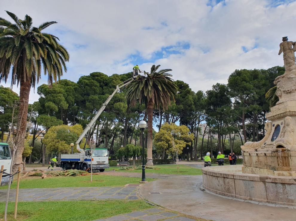 Operarios de Parques y Jardines eliminan la plaga de picudo de las palmeras del Parque Grande.