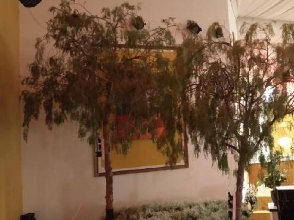 Los árboles sustraídos y valorados en 1.000 euros.