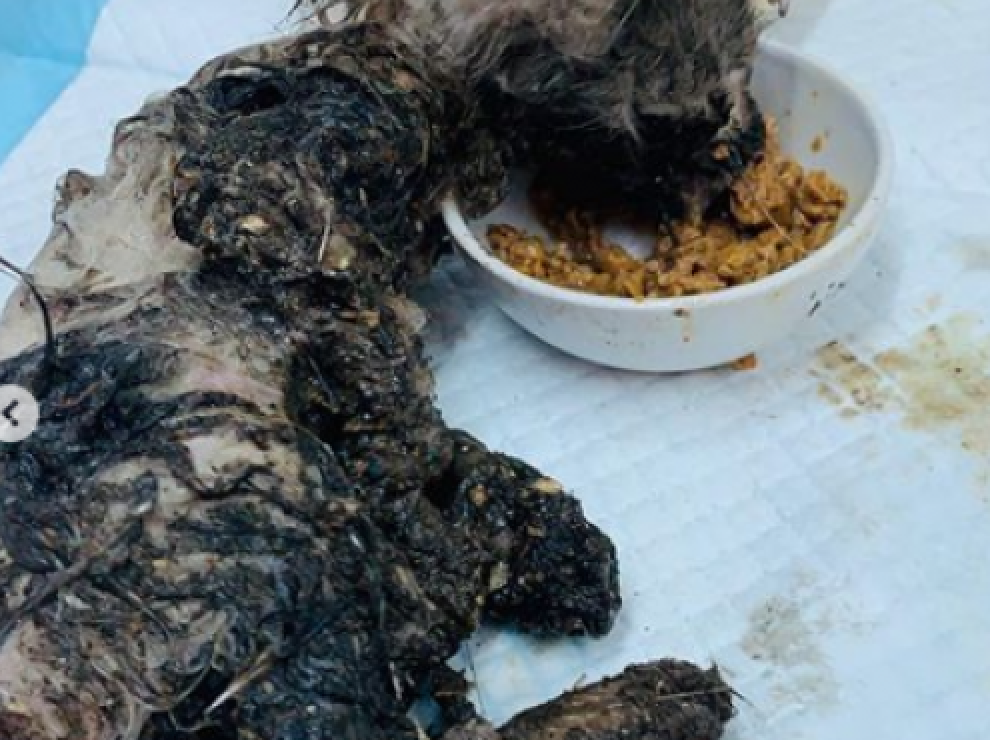 Palomita, la gata de un mes bañada en pegamento y abandonada en la calle.