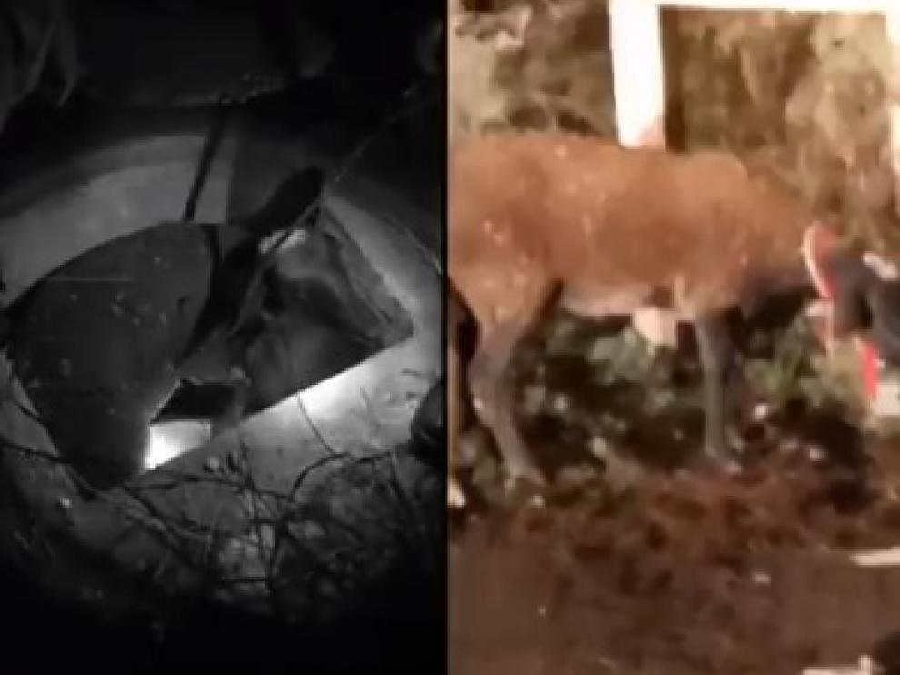 La Policía de Zaragoza rescata a una oveja de un pozo