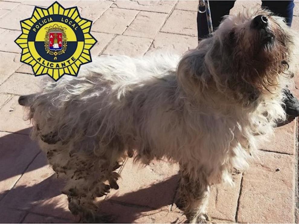 Uno de los 36 perros rescatados de una vivienda de 50 metros en Alicante.