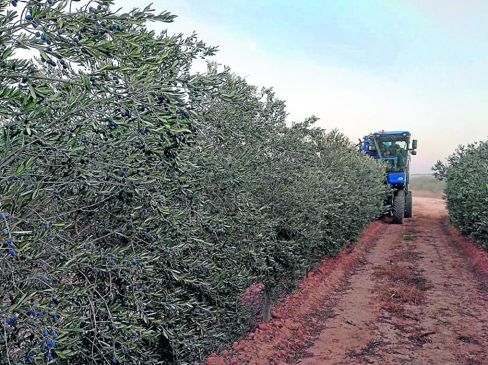 Un agricultor realiza las labores de recolección de la oliva en una explotación del Bajo Aragón