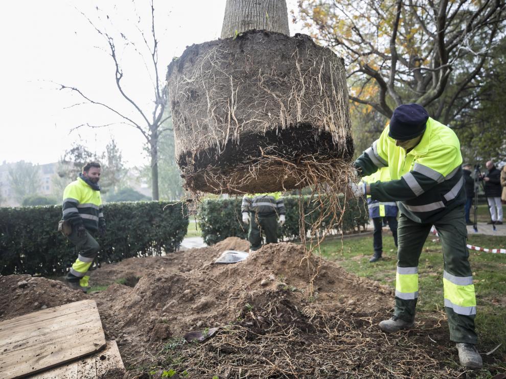 Un operario de FCC, durante la plantación de un árbol.