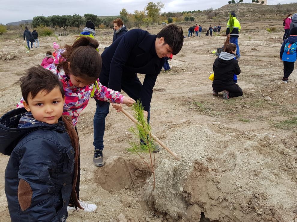 En Magallón se han plantado este jueves 300 pinos en la arboleda de San Sebastián de La Loteta en una jornada festiva y educativa