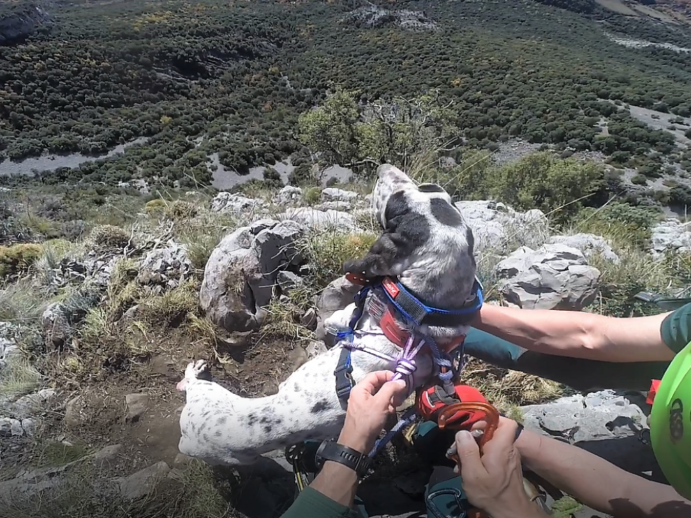 Especialistas de los Greim de Boltaña colocan el arnés al perro ensricado en La Fueva.
