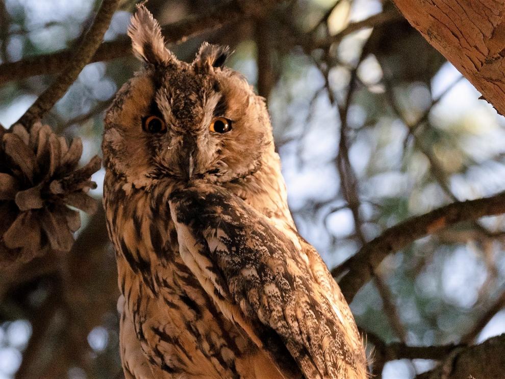Un de los búhos chico que hiberna en los pinos del cerro de San Jorge, junto a Alcoraz.