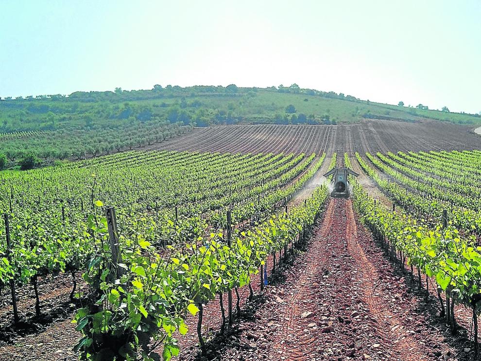 Campo en pleno proceso de tratamiento de las viñas.