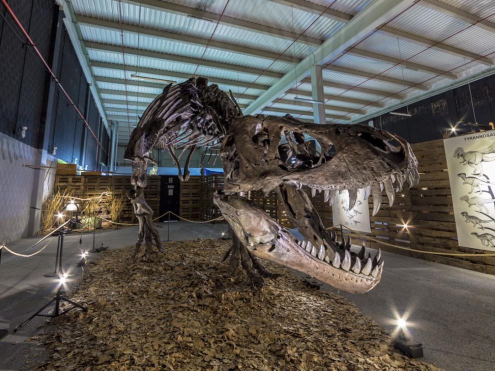 El Tiranosaurio Rex es uno de los ejemplares más espectaculares de la muestra.