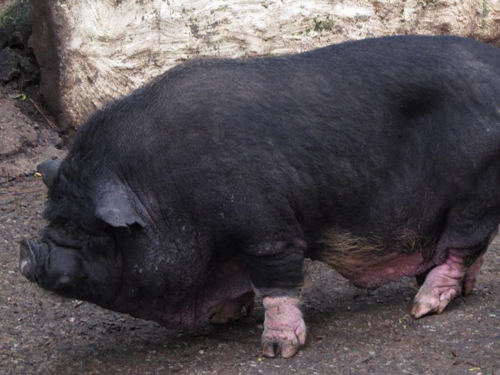 Cerdo vietnamita