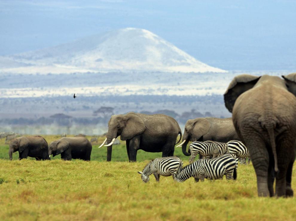 Imagen de una familia de elefantes en África.