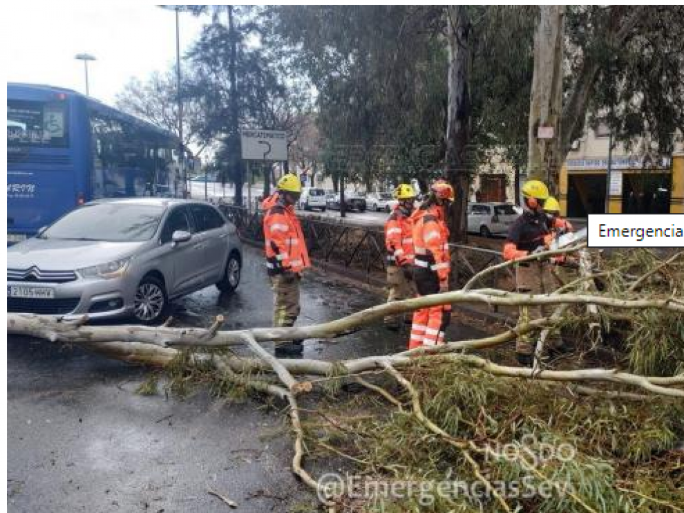 Imagen del momento en el que el personal de Emergencias Sevilla retira el árbol caído.