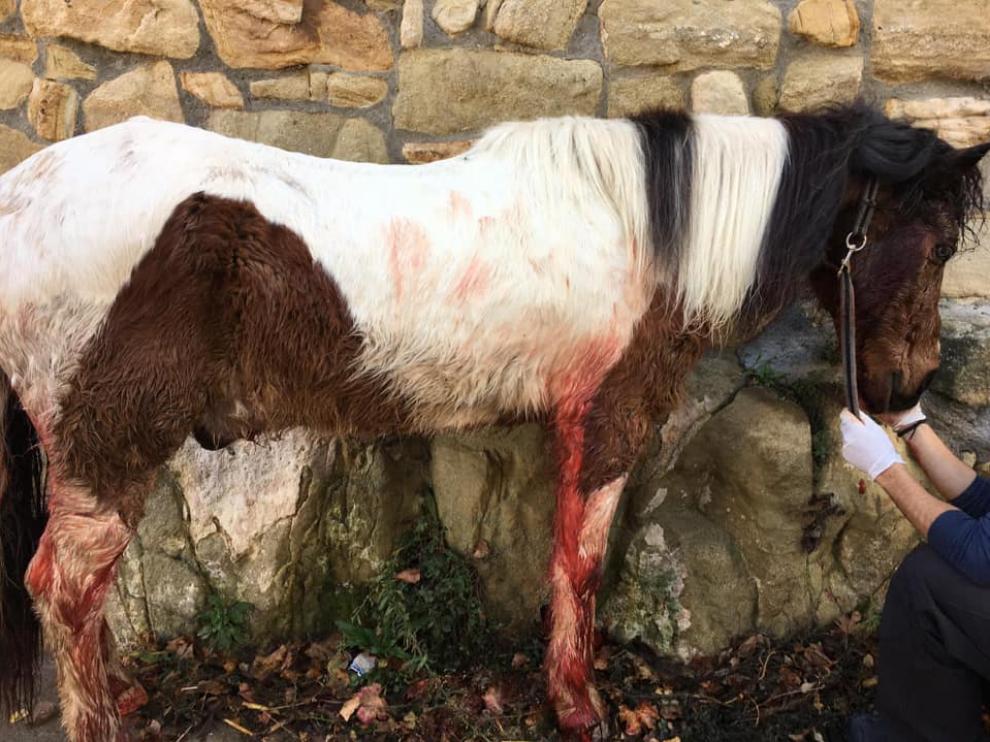 El caballo quedó malherido a raíz del ataque de los perros de caza, pero ha sobrevivido.
