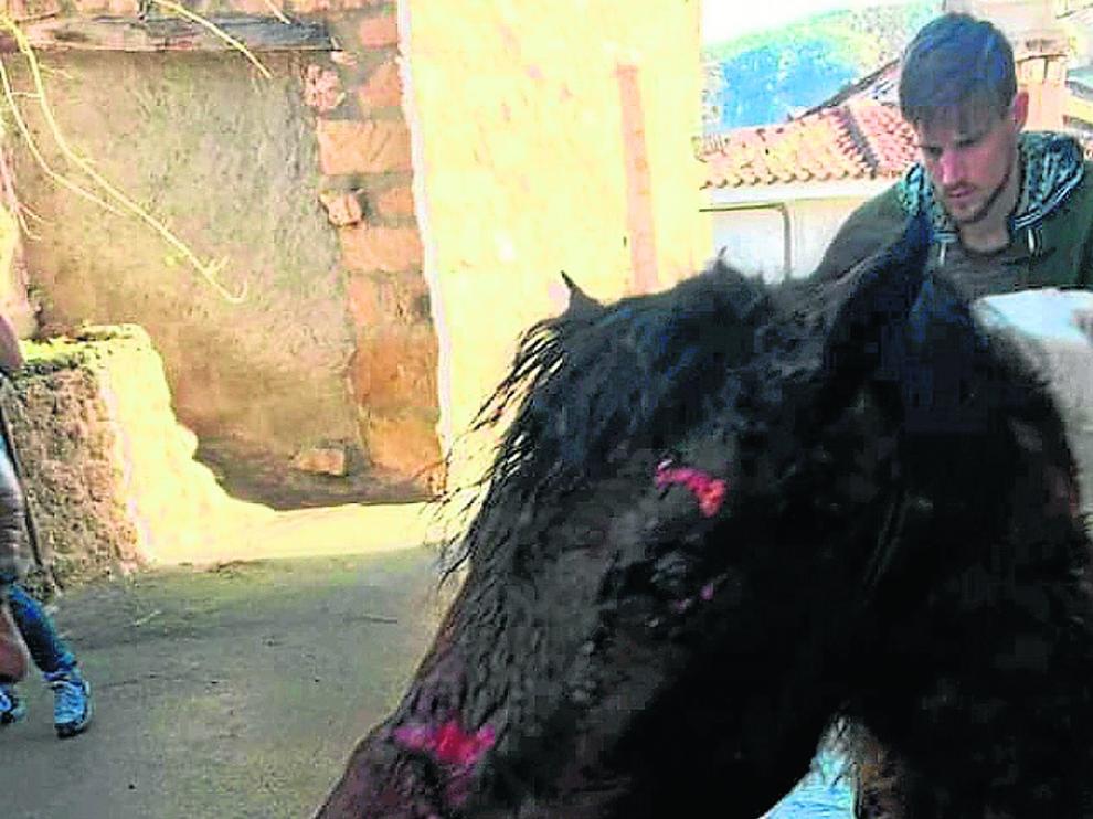 ‘Mito’, junto a su dueño, tras el ataque de los perros. El equino murió este lunes de madrugada.
