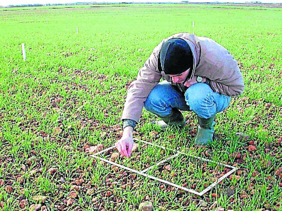 Un joven, que se ha incorporado accediendo a estas ayudas, examina la evolución del cultivo