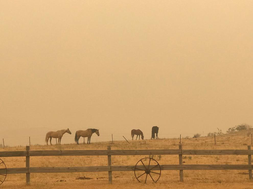 Los caballos pastan en medio de la bruma en Jindabyne, un municipio afectado por el incendio forestal de Dunns Road, en Nueva Gales del Sur, Australia.