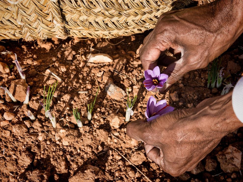 La imagen ganadora del certamen, titulada 'Recogiendo la flor', es de Antonio Suárez Vega.