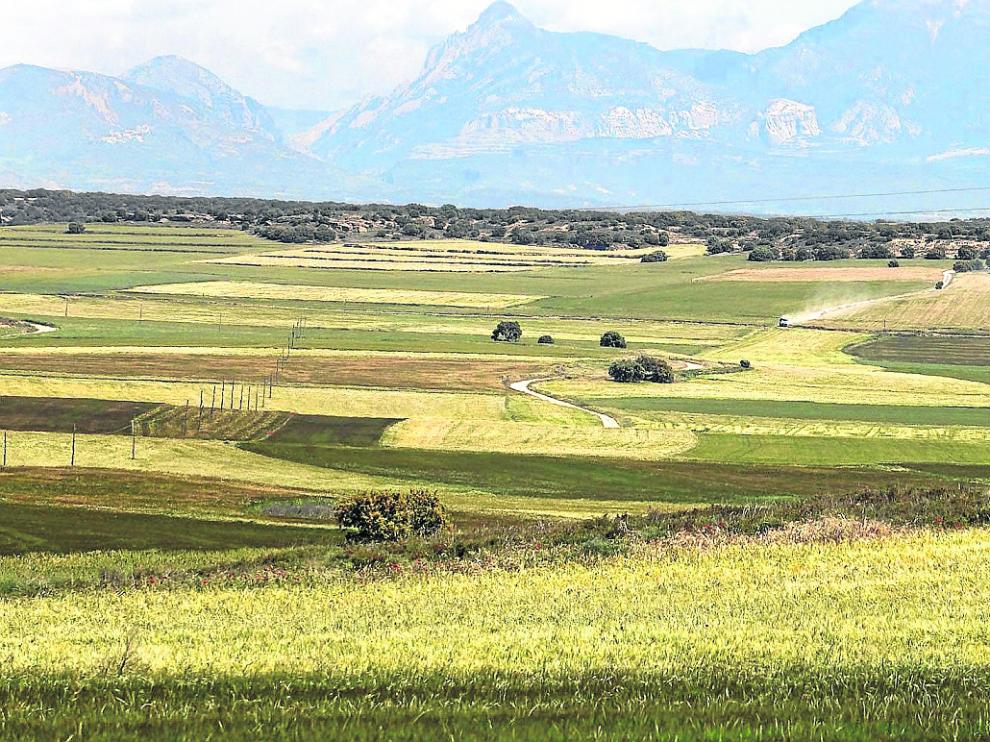 El proyecto va a trabajar con sistemas herbáceos extensivos de secano.