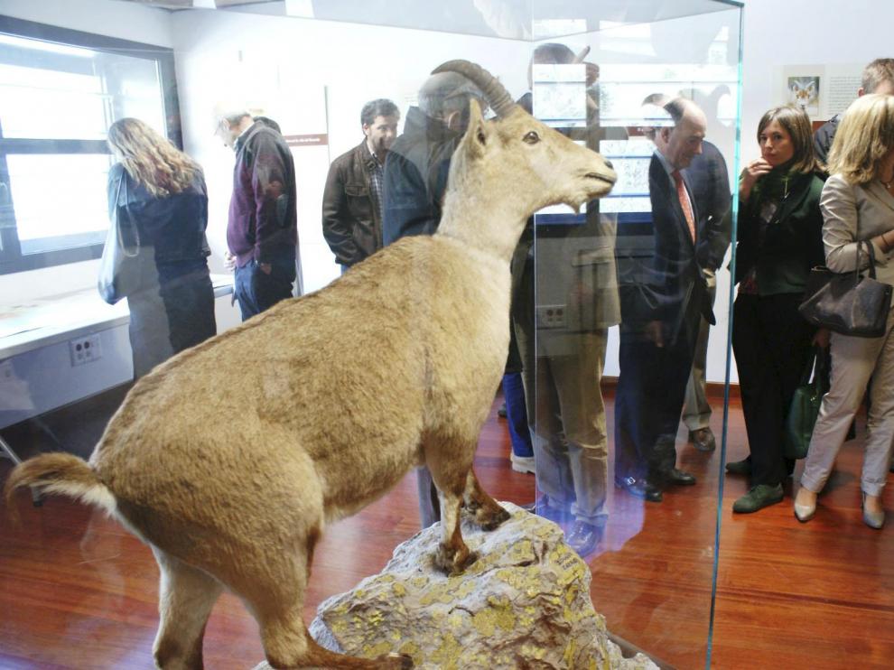 El cadáver disecado de Celia, cuando llegó al Centro de Visitantes de Ordesa em 2013.