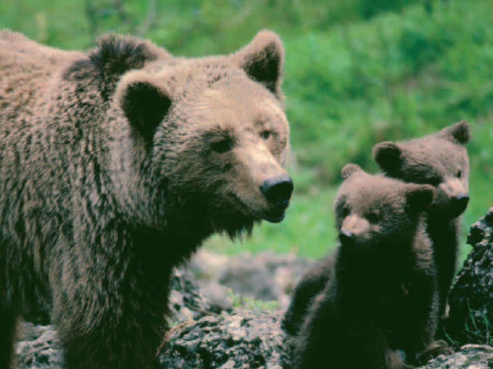 El oso pardo es una de las especies amenazadas de Aragón.