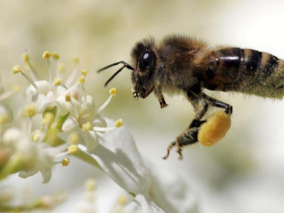 Una abeja recolecta polen.