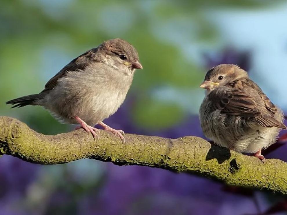 El detenido llevaba aves silvestres en cajas en su equipaje. En la imagen, dos gorriones.