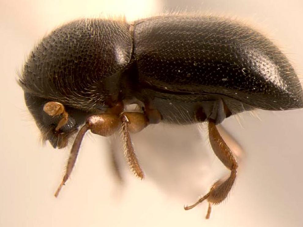 Xylosandrus compactus