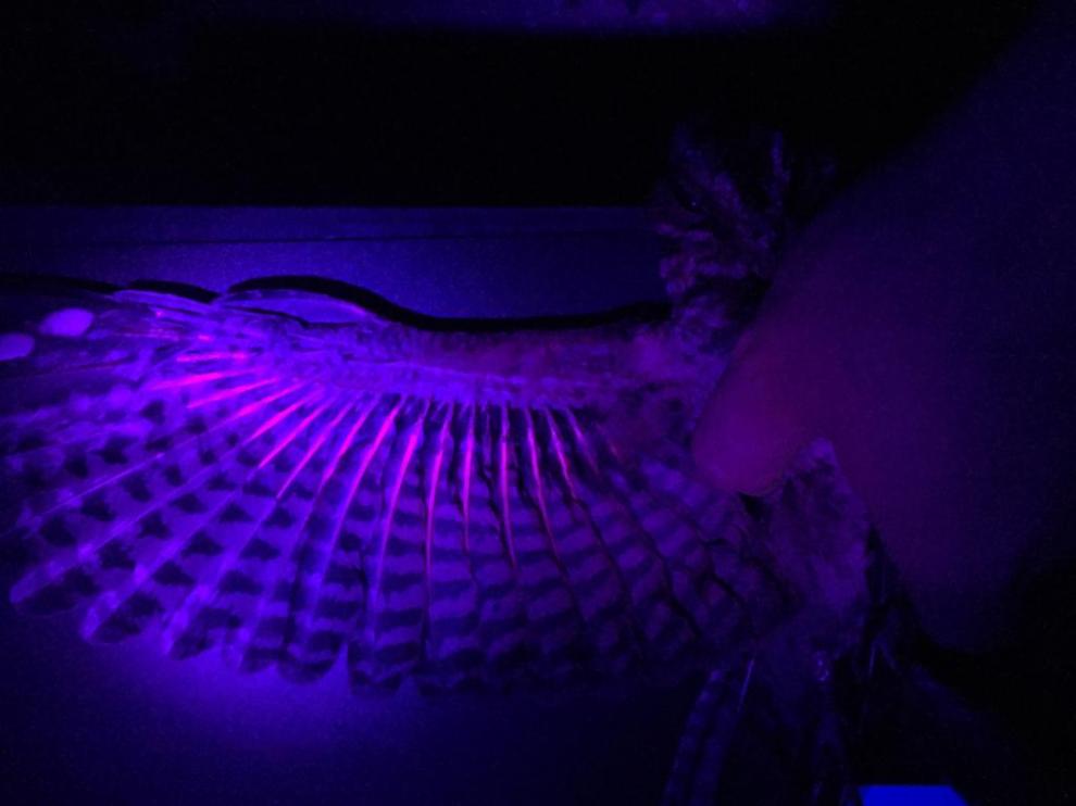Muestra de las manchas fluorescentes del chotacabras cuellirrojo.