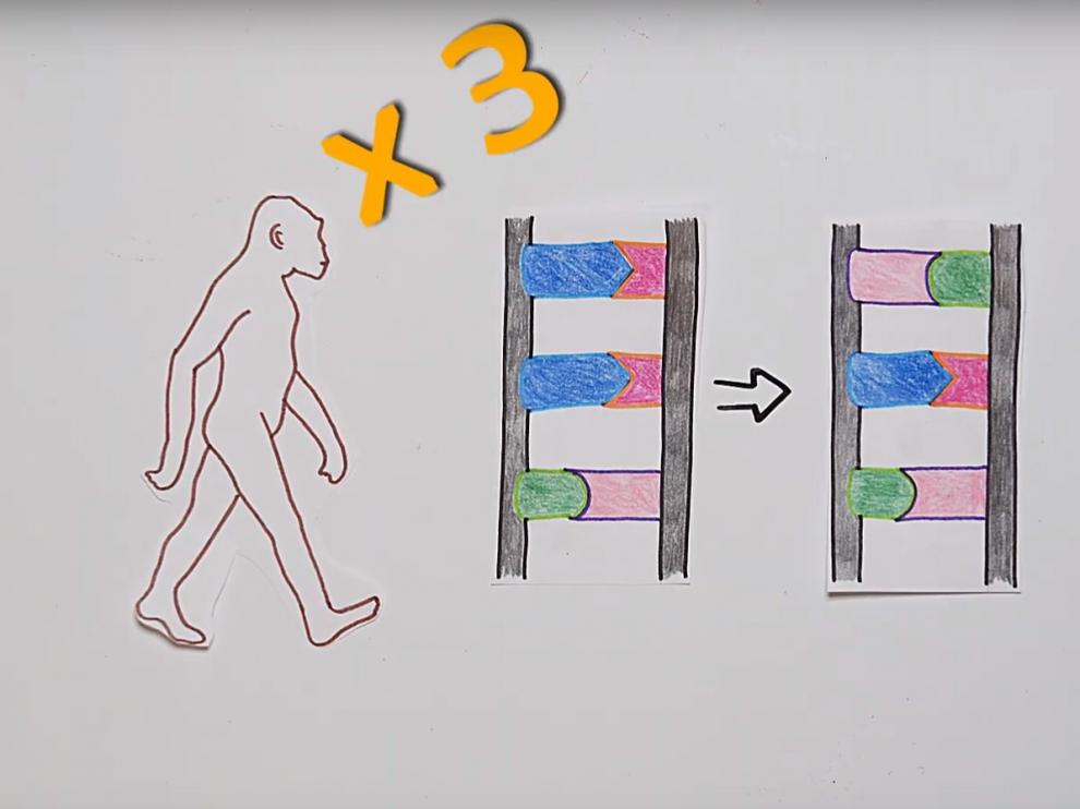 En algún momento de nuestra evolución, cuando nuestros ancestros ya andaban sobre dos patas, el cerebro empezó a cobrar aún más importancia