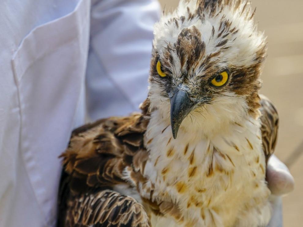 Muere el águila que llegó a Kenia tras volar 7.000 kilómetros desde Finlandia