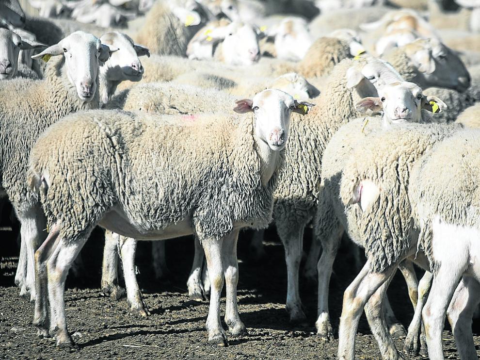 La ganadería extensiva de ovino es un sector con importante presencia en la Comunidad aragonesa.