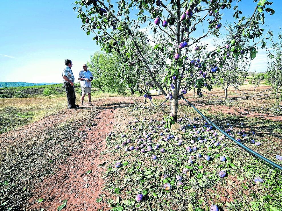 La explotación de frutales dañada el año pasado por el granizo en la Comarca de Calatayud.