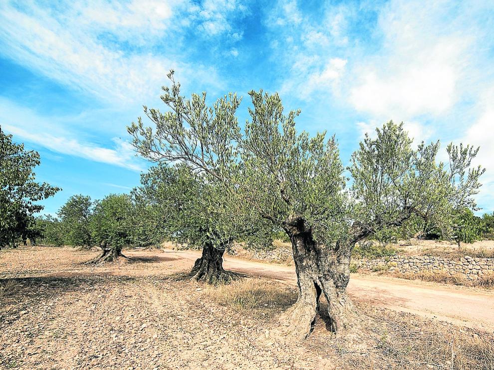 Campo de olivos en el Bajo Aragón.