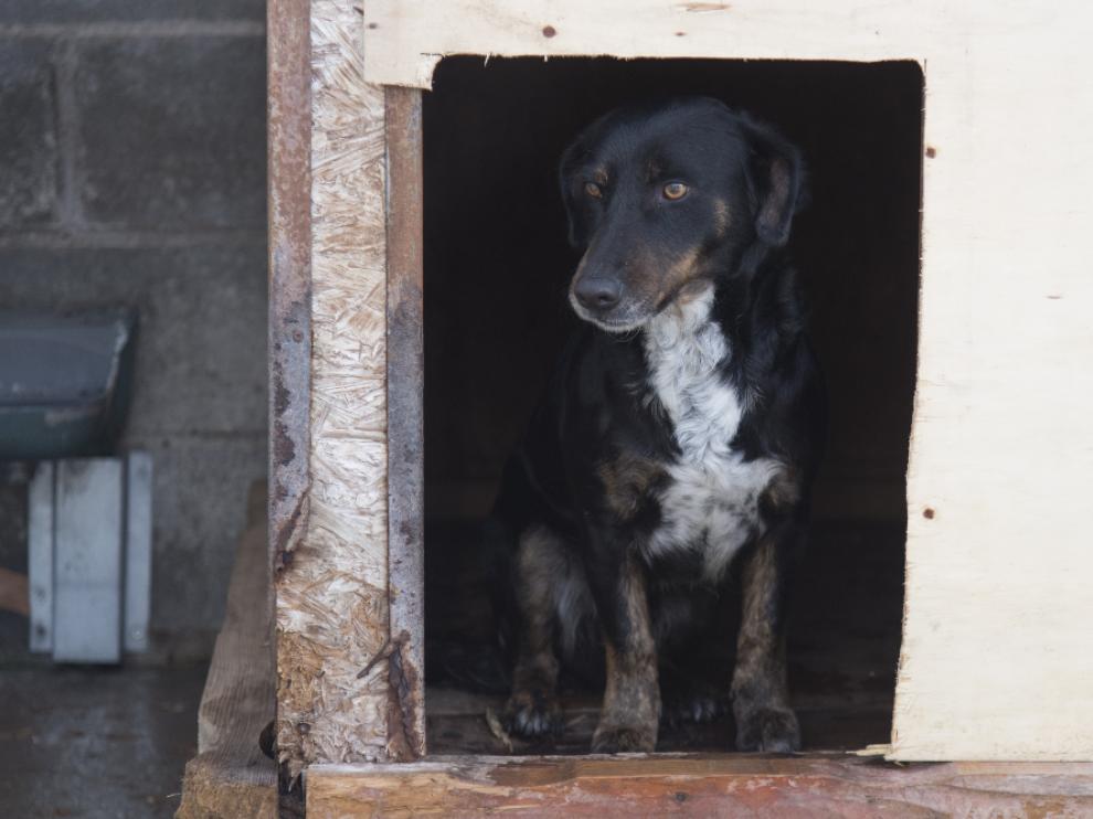 Uno de los perros que está actualmente en adopción.