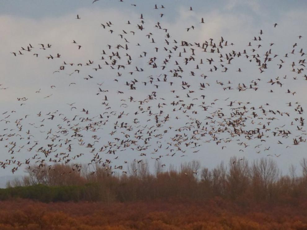 Imagen del paso de grullas captada el pasado enero en la alberca de Alboré.